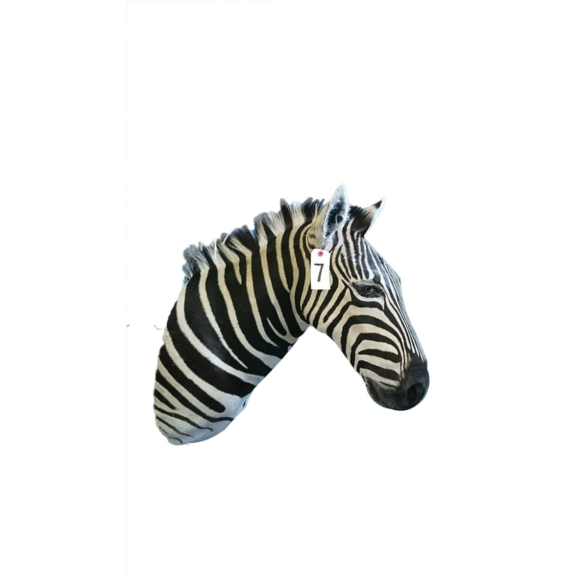ZEBRA SHOULDER MOUNT ZSMA7