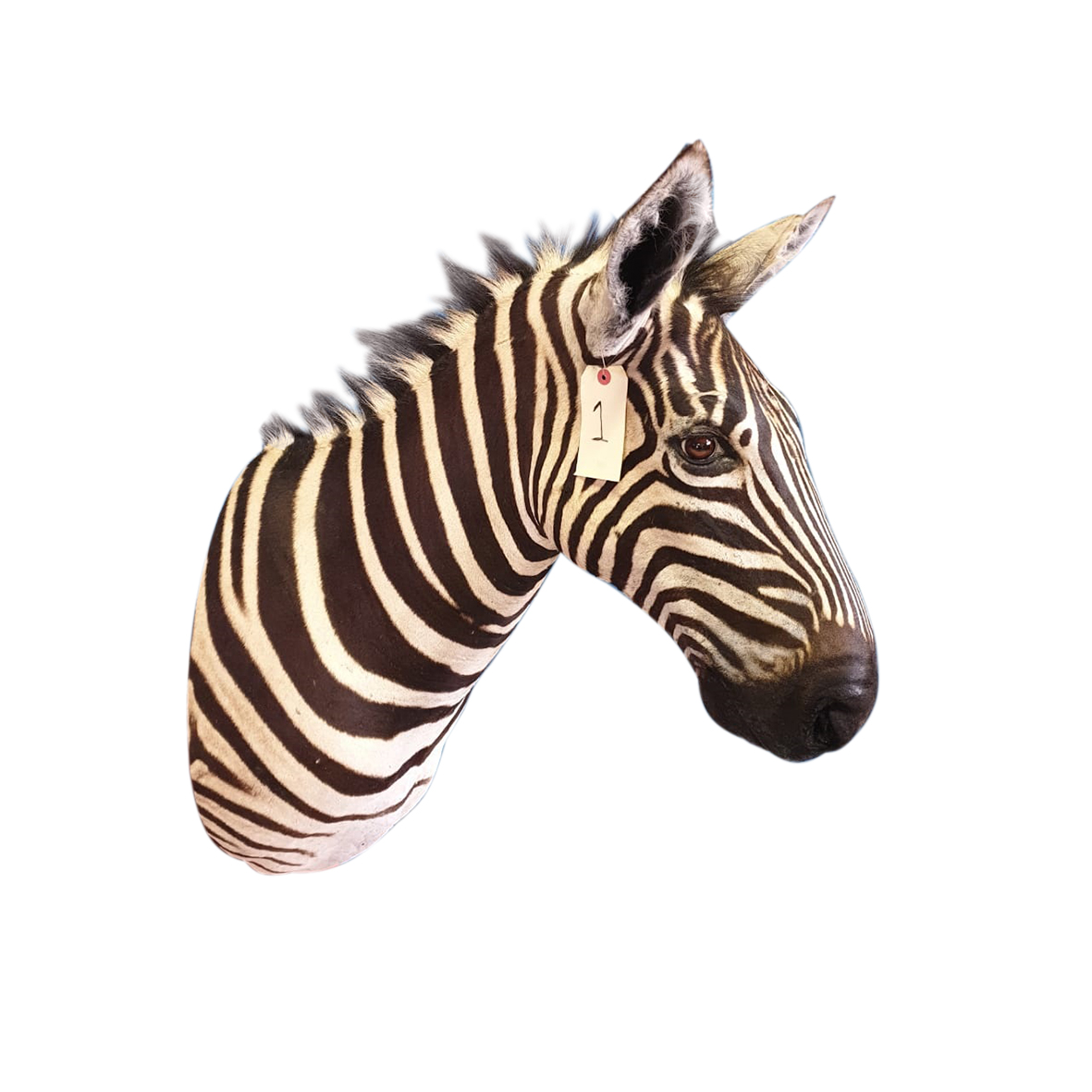 ZEBRA SHOULDER MOUNT ZSMP85 - Image 2