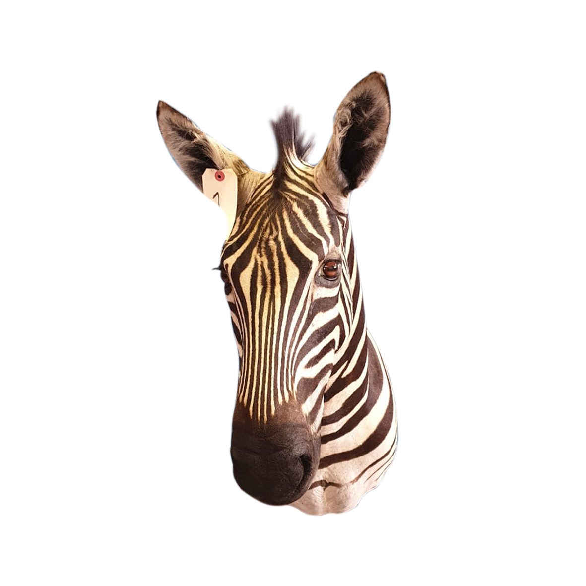 ZEBRA SHOULDER MOUNT ZSMP85