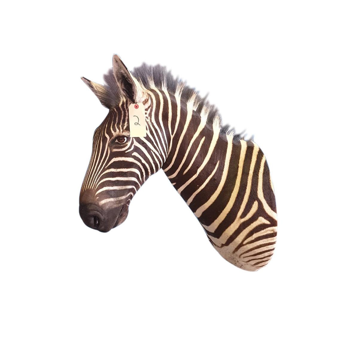 ZEBRA SHOULDER MOUNT ZSMP86 - Image 2