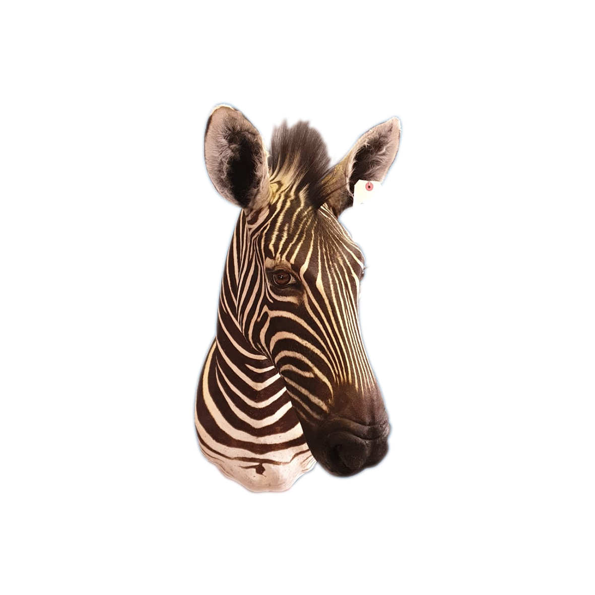 ZEBRA SHOULDER MOUNT ZSMP86