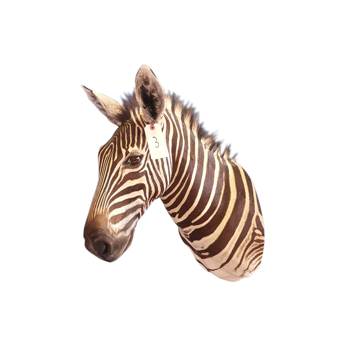 ZEBRA SHOULDER MOUNT ZSMP87 - Image 2