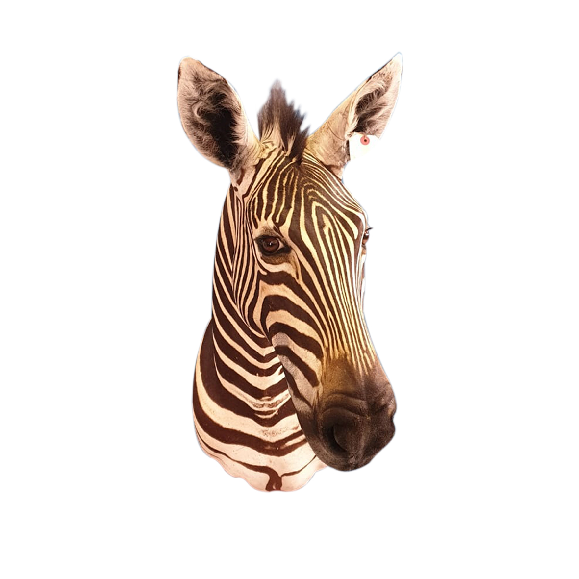 ZEBRA SHOULDER MOUNT ZSMP87
