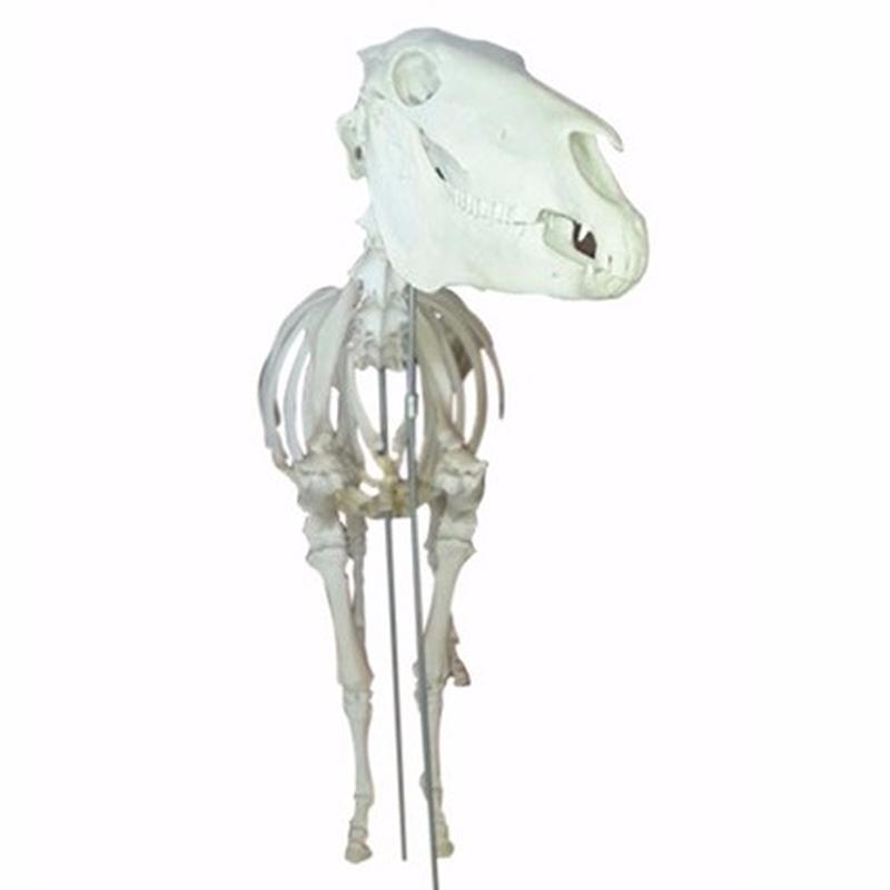 Zebra Skeleton For Sale ZSk1