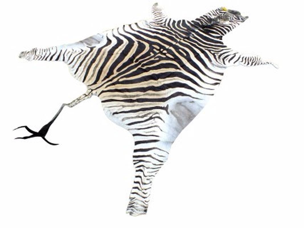 Zebra Skin For Sale - Z01 - Image 3