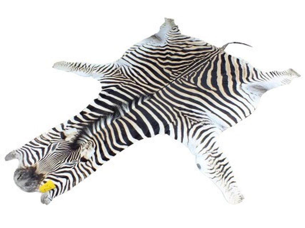 Zebra Skin For Sale - Z02 - Image 2