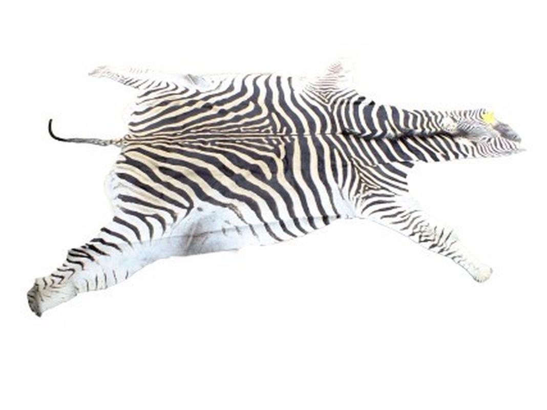 Zebra Skin For Sale - Z02 - Image 3
