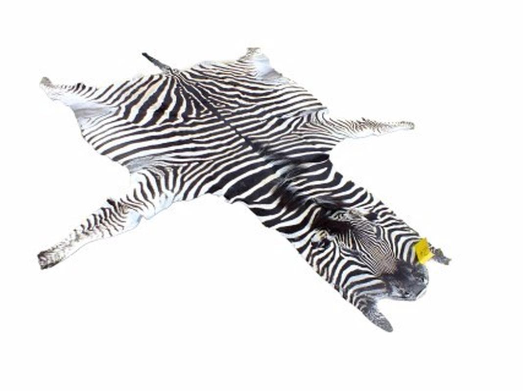 Zebra Skin For Sale - Z04 - Image 2
