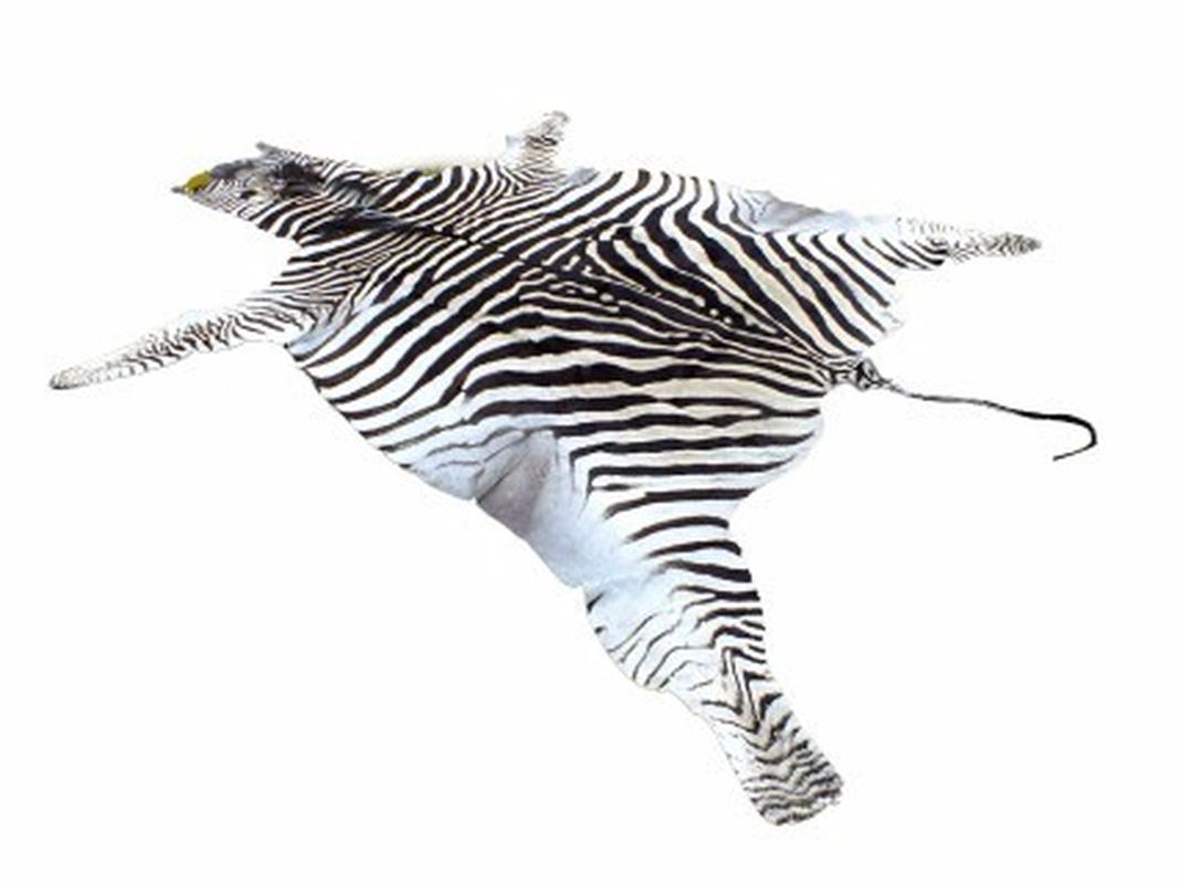 Zebra Skin For Sale - Z04 - Image 3