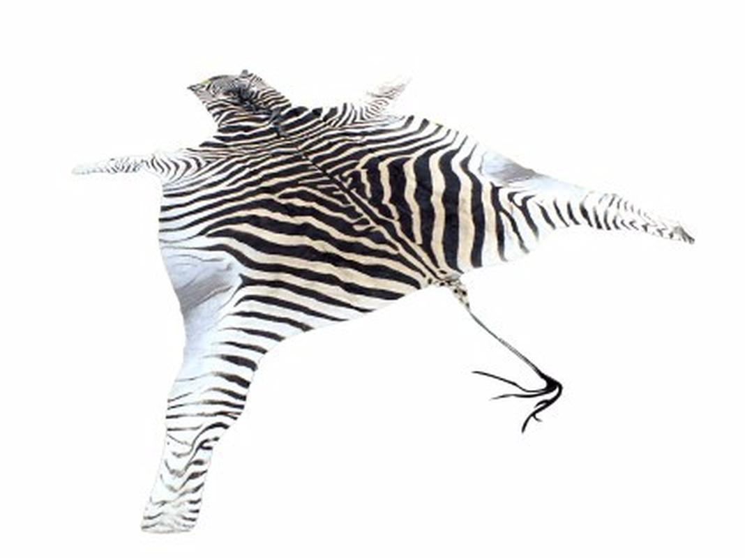 Zebra Skin For Sale - Z05 - Image 2