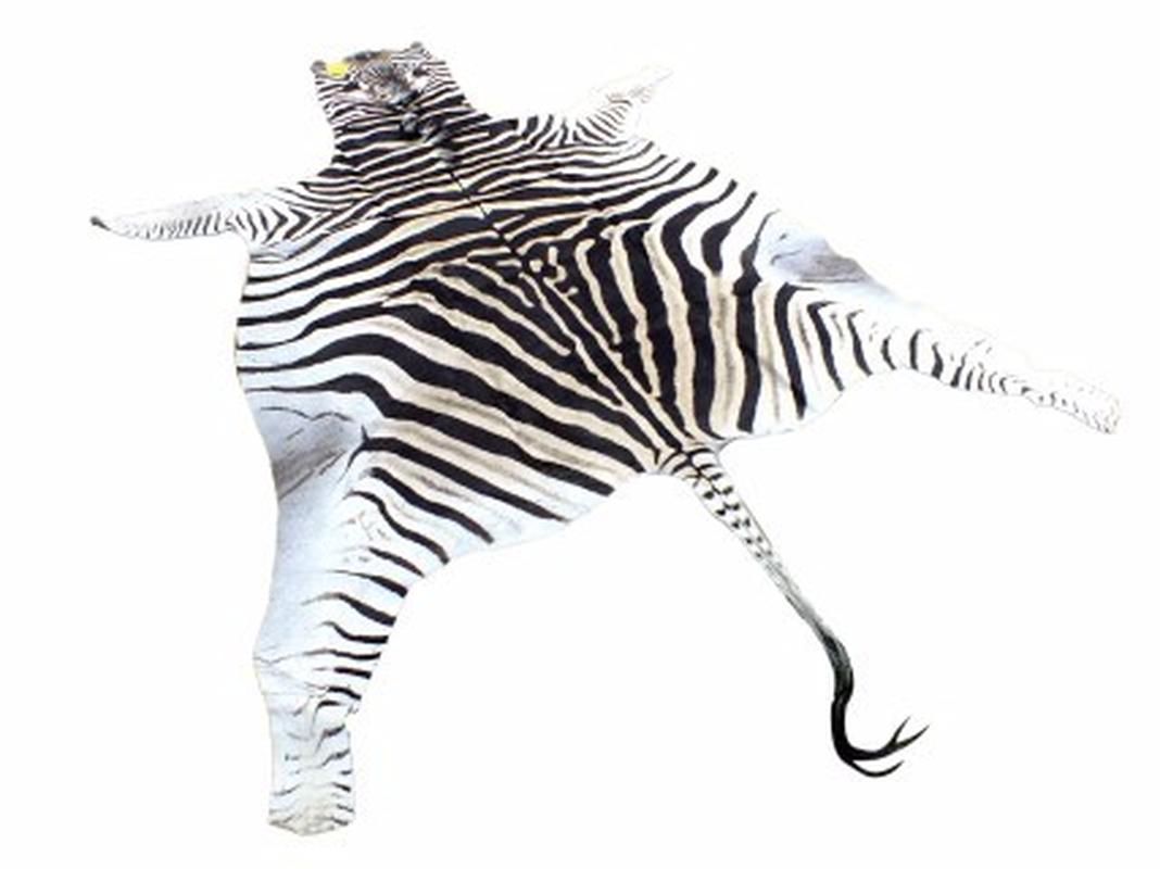 Zebra Skin For Sale - Z06 - Image 3