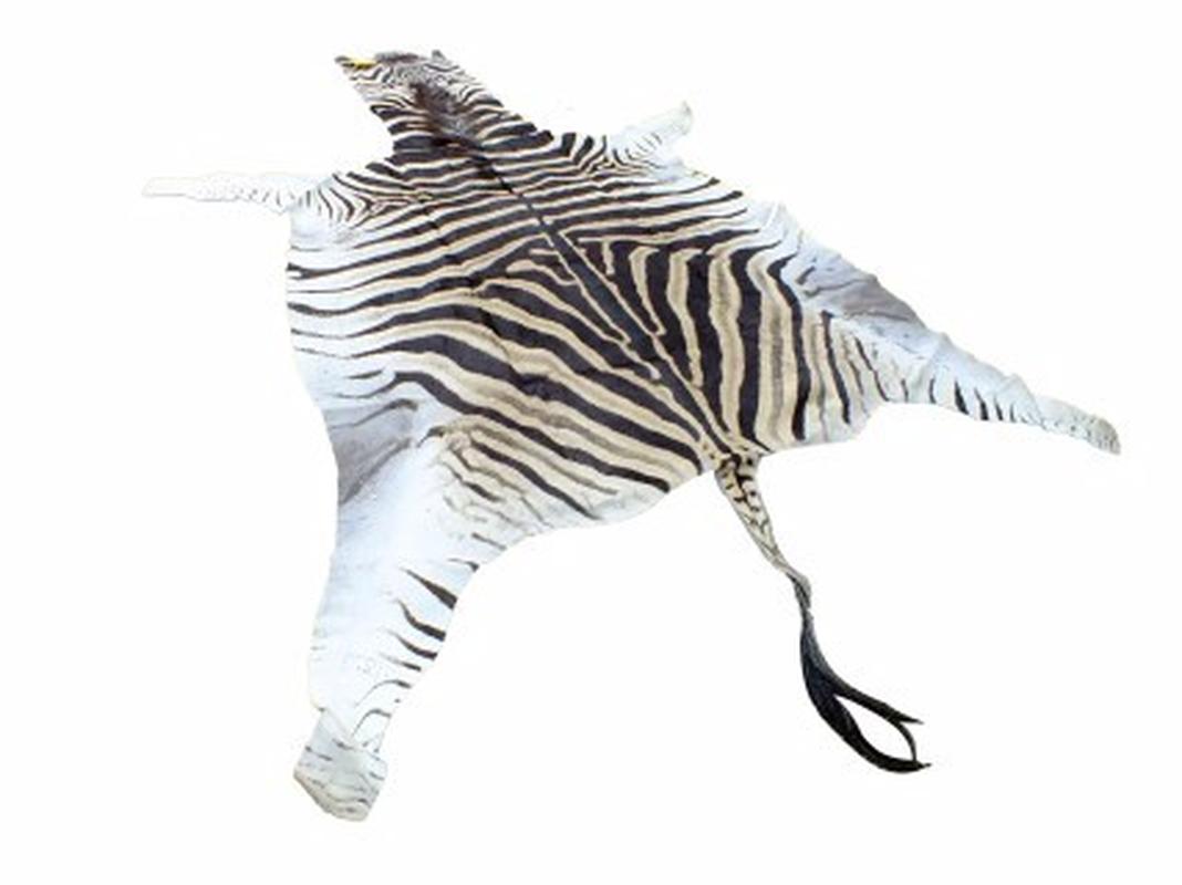 Zebra Skin For Sale - Z07 - Image 3