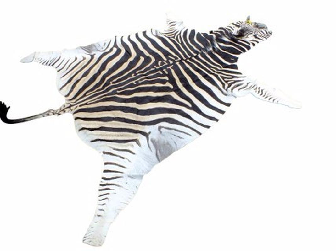 Zebra Skin For Sale - Z08 - Image 3