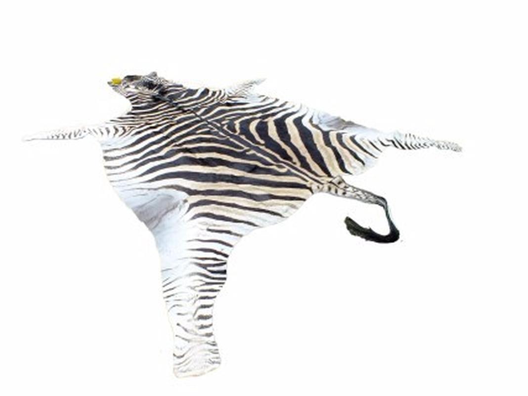 Zebra Skin For Sale - Z09 - Image 3