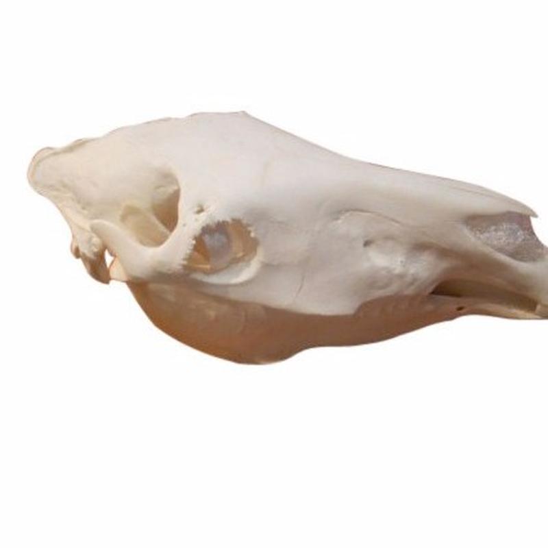 Zebra Skull ZS001