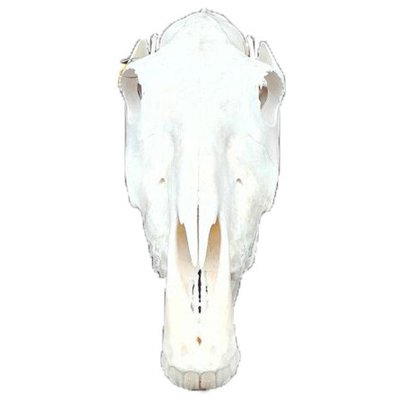 Zebra Skull ZSZ1 - Image 3