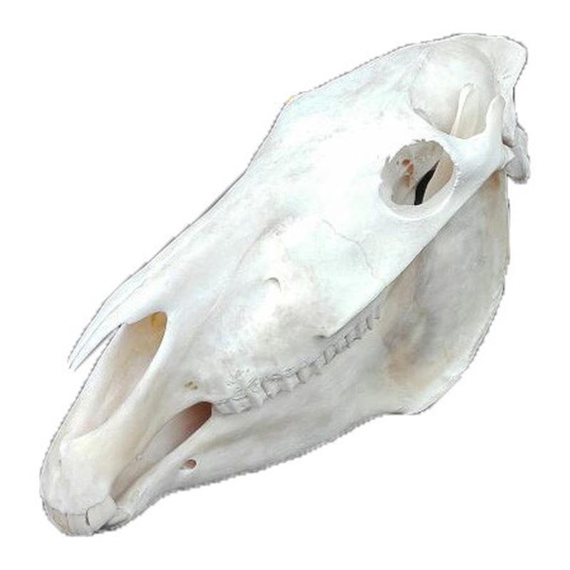 Zebra Skull ZSZ1