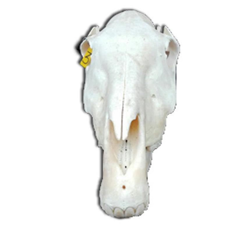 Zebra Skull ZSZ3 - Image 2