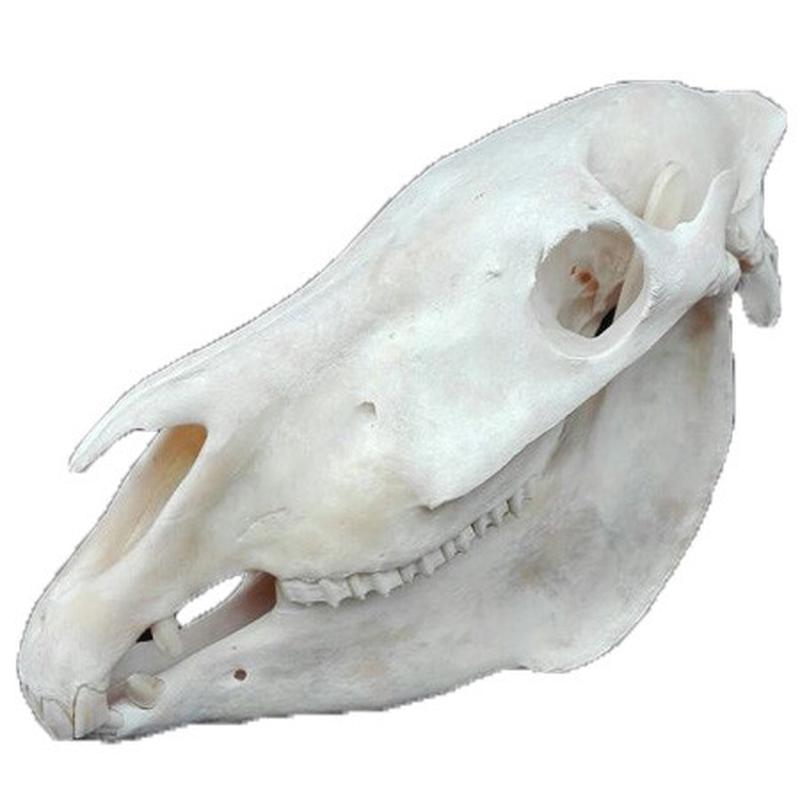 Zebra Skull ZSZ3