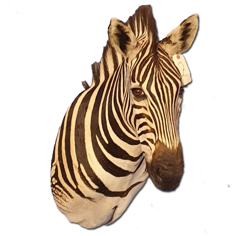 Zebra Shoulder Mount - ZSM102