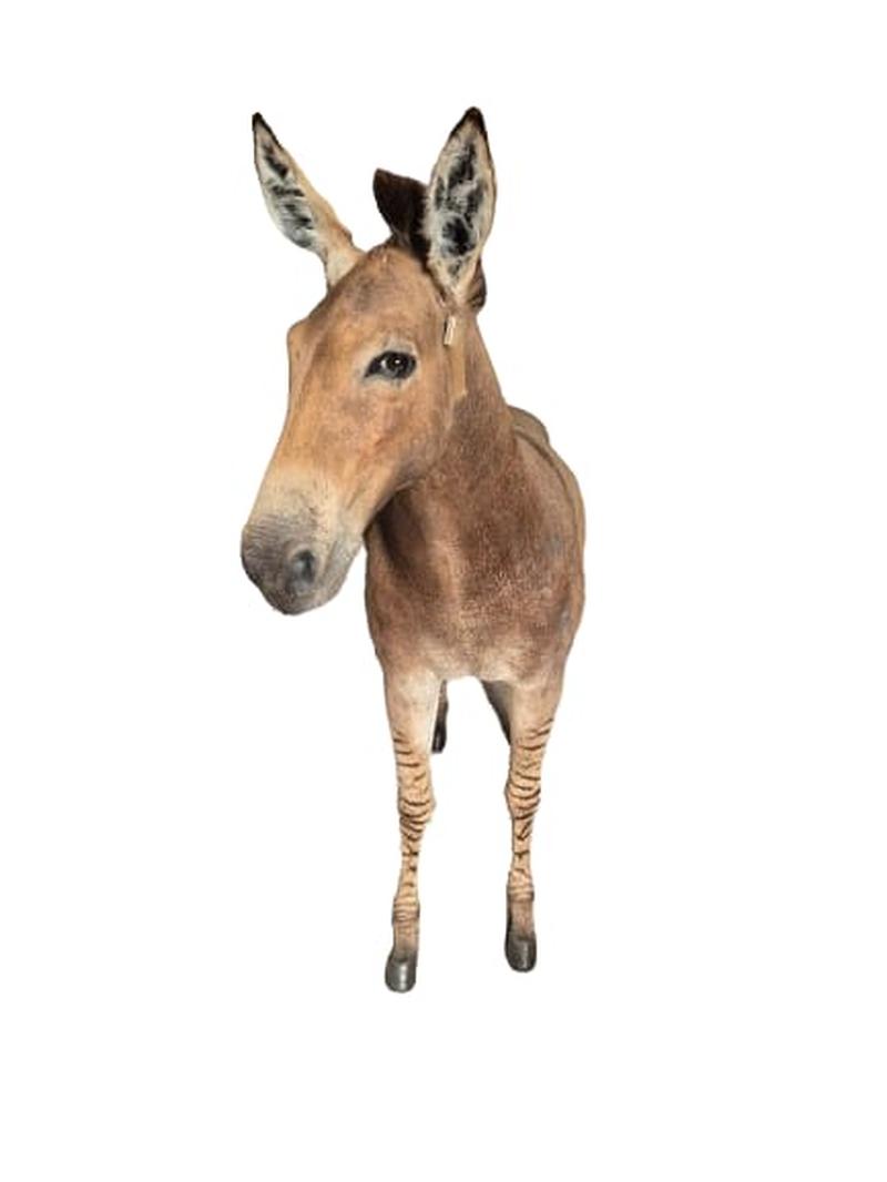 Zorse Full Mount - Image 2