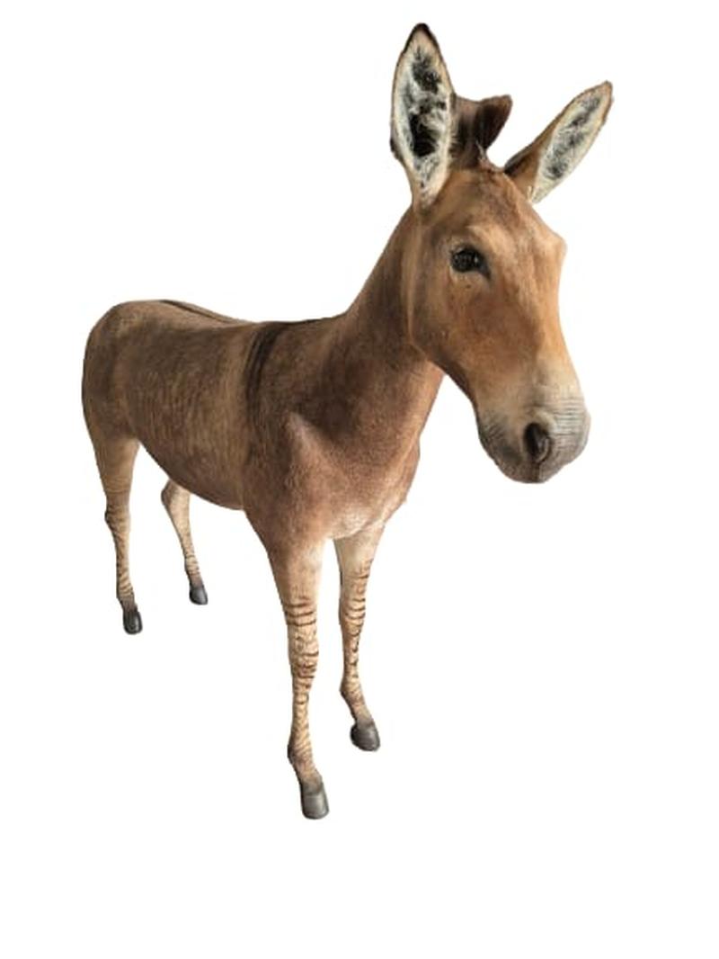 Zorse Full Mount - Image 3