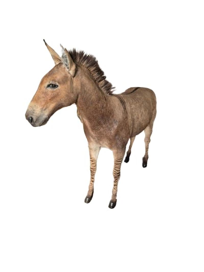 Zorse Full Mount